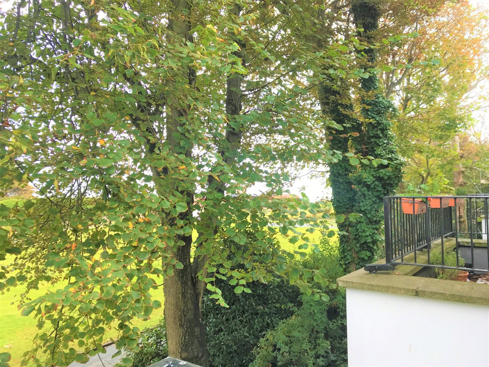 The Old Dairy Cottage photo